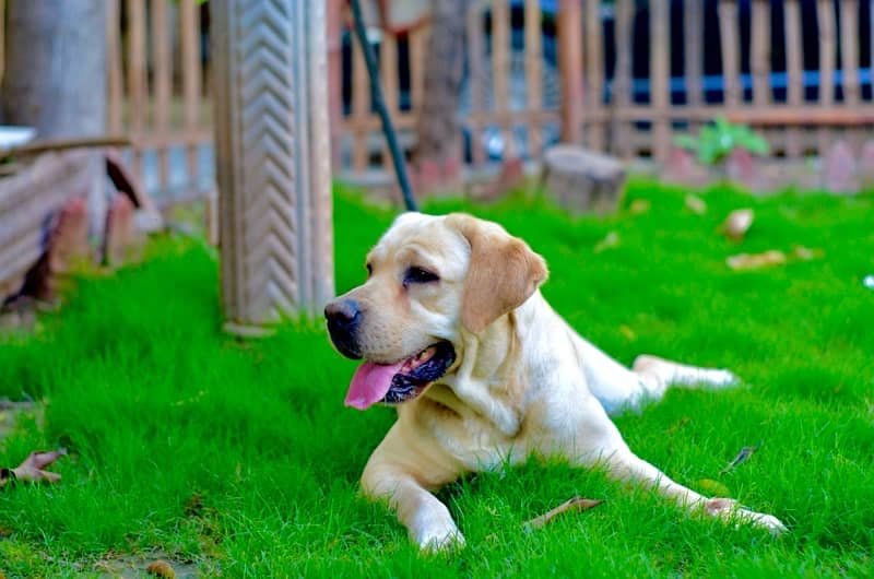 Labra  | Labrador | Dog For Sale | Rs 20,000. 1