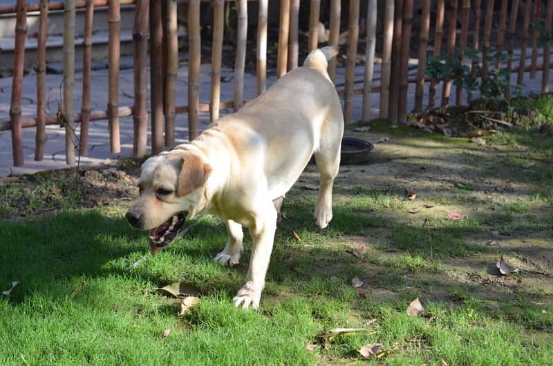 Labra  | Labrador | Dog For Sale | Rs 20,000. 2