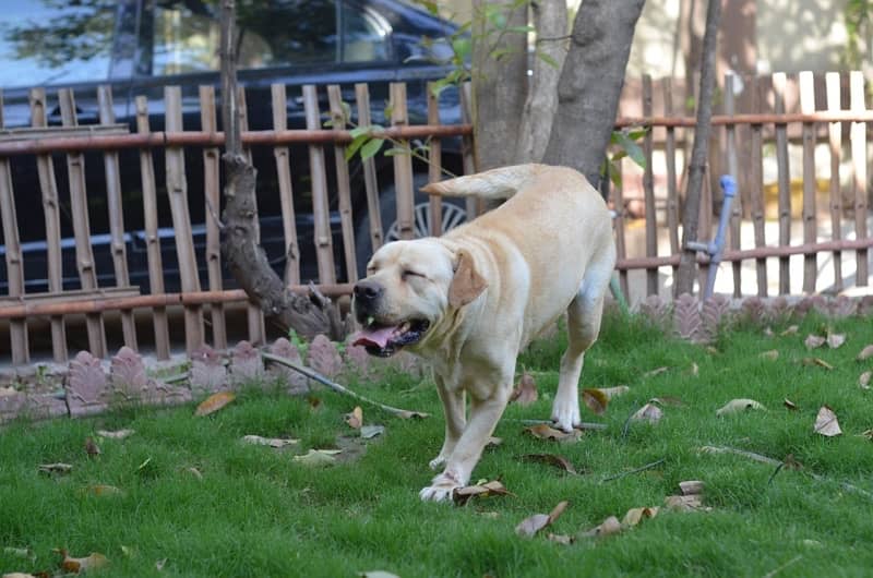 Labra  | Labrador | Dog For Sale | Rs 20,000. 4