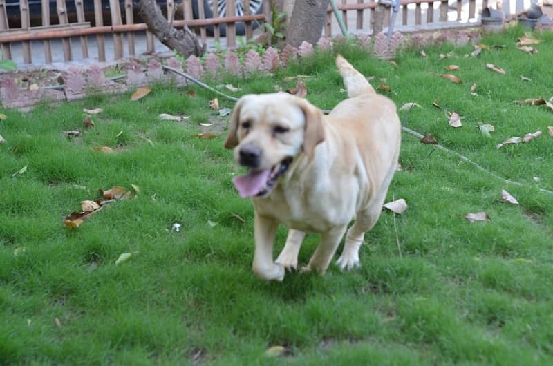 Labra  | Labrador | Dog For Sale | Rs 20,000. 5