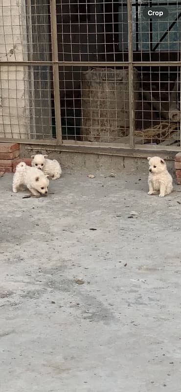 pomernian tea cup 2.5 month old pupies 2