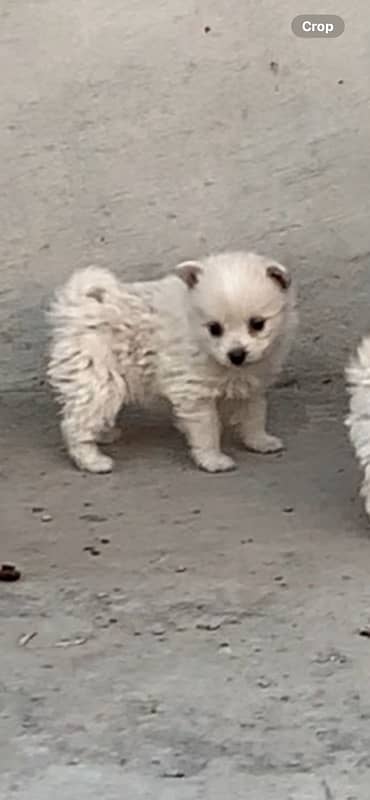 pomernian tea cup 2.5 month old pupies 3