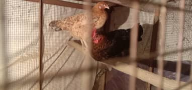 2 Golden Misri Mixed Eggs Laying Hen