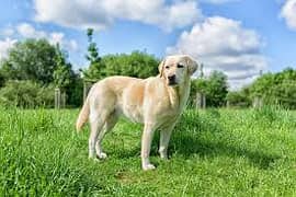 Labrador Puppy for urgent Sale - 7 Months Old