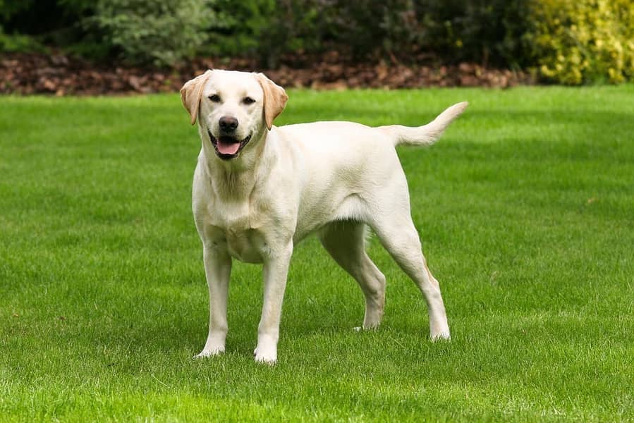 Labrador Puppy for urgent Sale - 7 Months Old 1