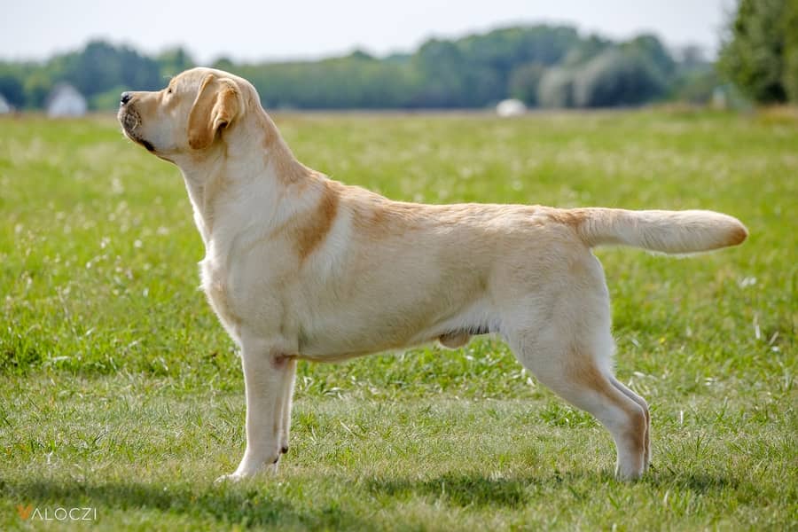 Labrador Puppy for urgent Sale - 7 Months Old 2