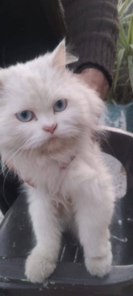 persian cat | punch face | blue eye cat | tripple coat| fluffy 5