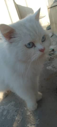 persian cat | punch face | blue eye cat | tripple coat| fluffy