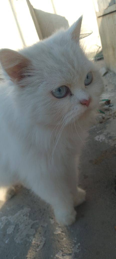 persian cat | punch face | blue eye cat | tripple coat| fluffy 0