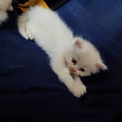 punch faced Persian white kitten