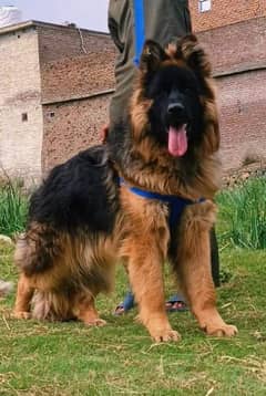 German shepherd My WhatsApp number 03001868066