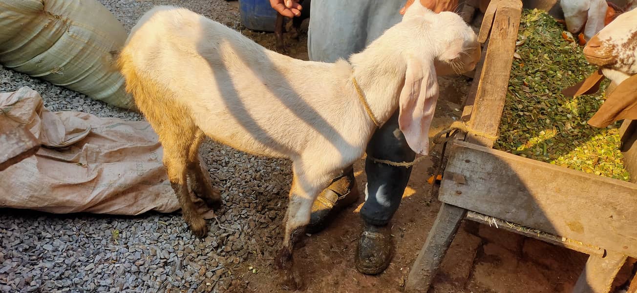 Makkhi china Bakra aur bakri rajanpur bakre 0