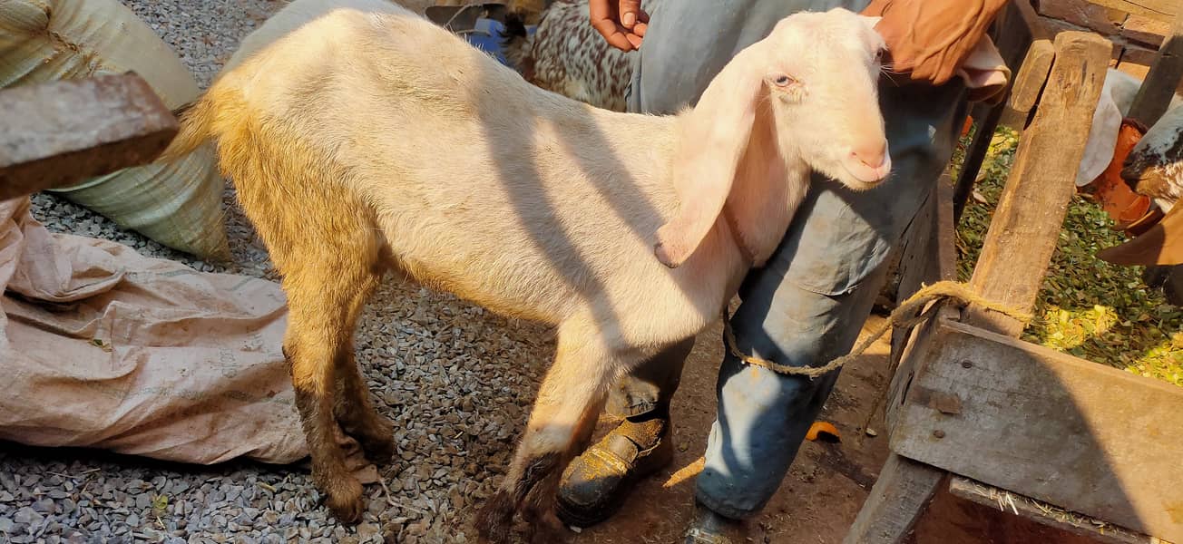 Makkhi china Bakra aur bakri rajanpur bakre 1