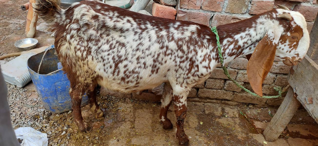 Makkhi china Bakra aur bakri rajanpur bakre 2