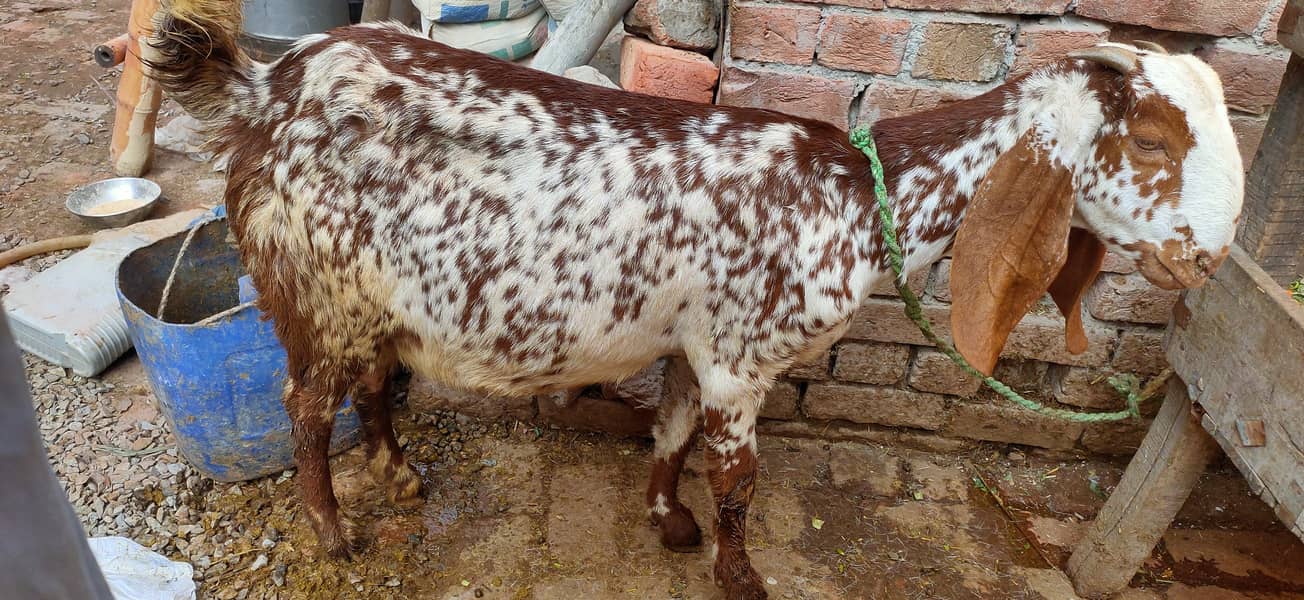 Makkhi china Bakra aur bakri rajanpur bakre 3