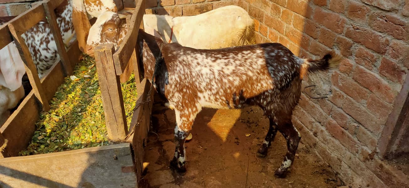 Makkhi china Bakra aur bakri rajanpur bakre 6