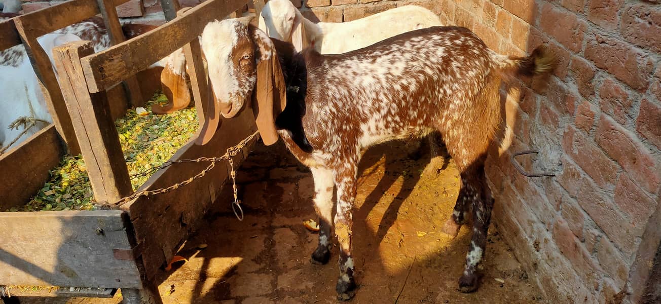 Makkhi china Bakra aur bakri rajanpur bakre 7