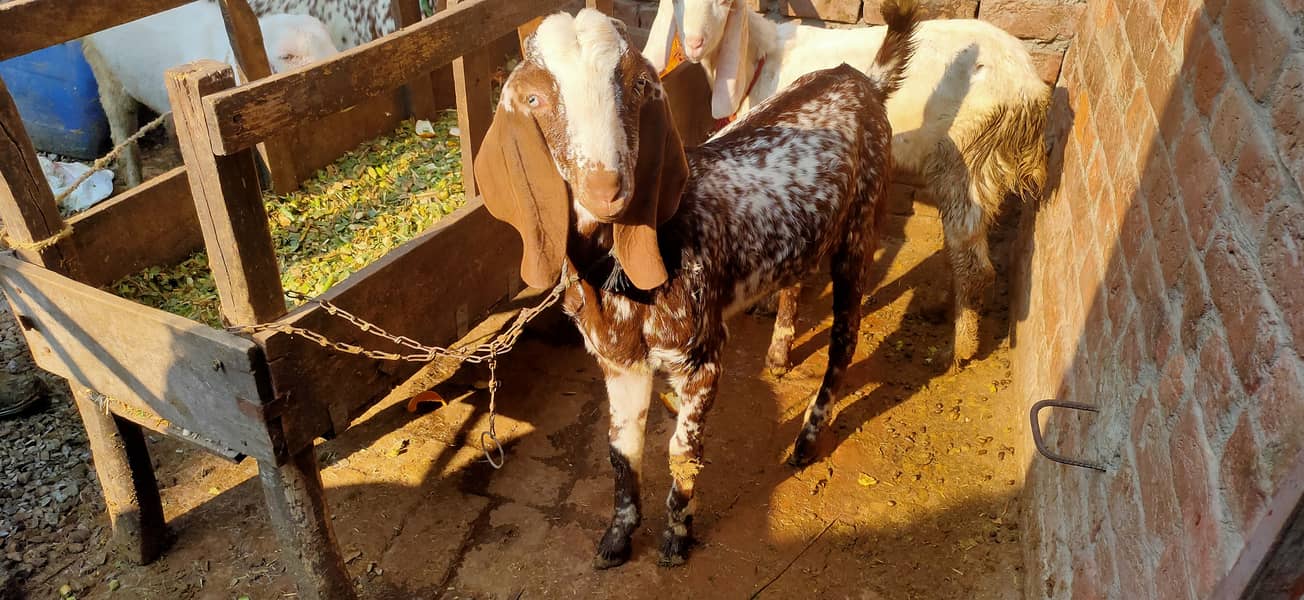 Makkhi china Bakra aur bakri rajanpur bakre 8