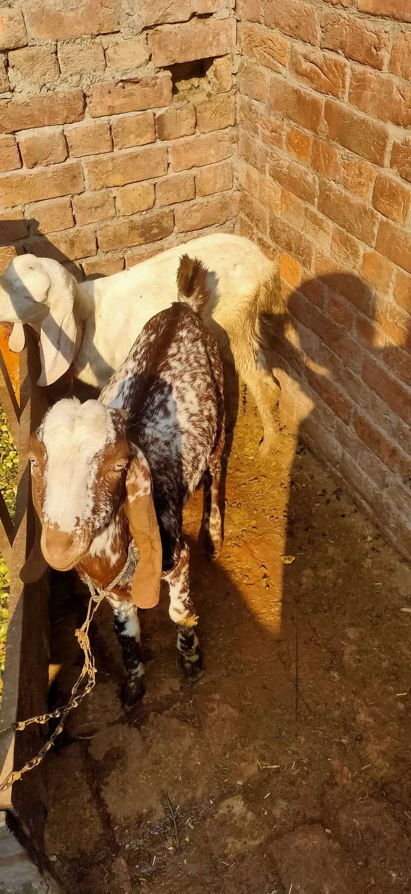 Makkhi china Bakra aur bakri rajanpur bakre 9