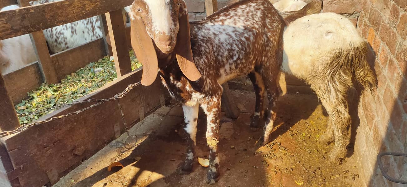 Makkhi china Bakra aur bakri rajanpur bakre 10