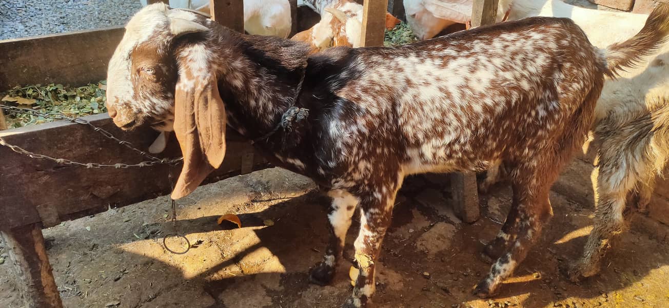 Makkhi china Bakra aur bakri rajanpur bakre 11