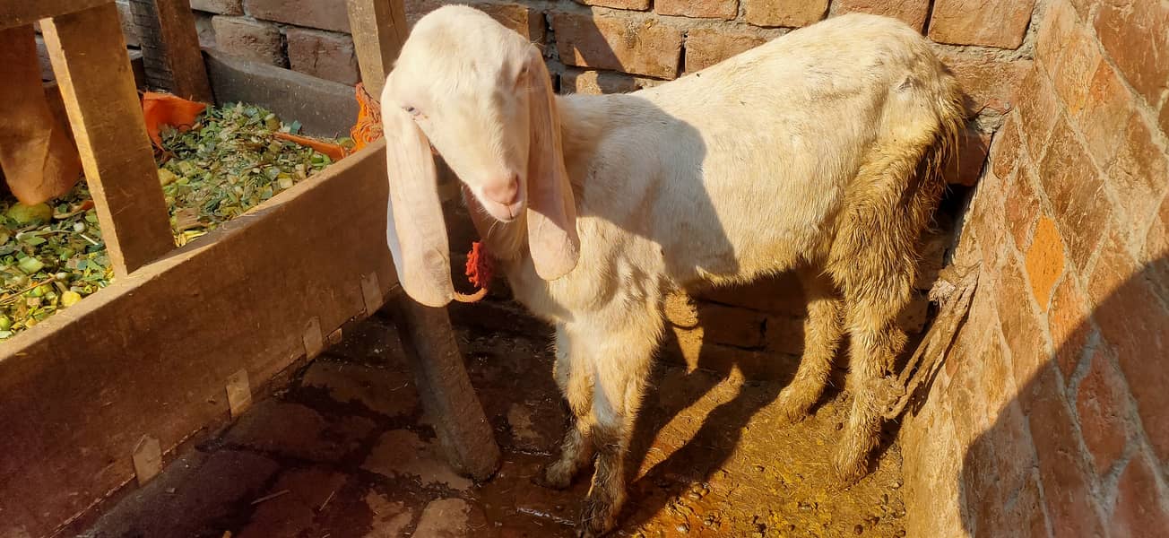 Makkhi china Bakra aur bakri rajanpur bakre 12