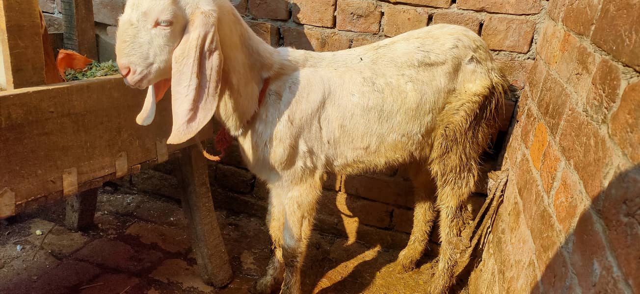 Makkhi china Bakra aur bakri rajanpur bakre 13