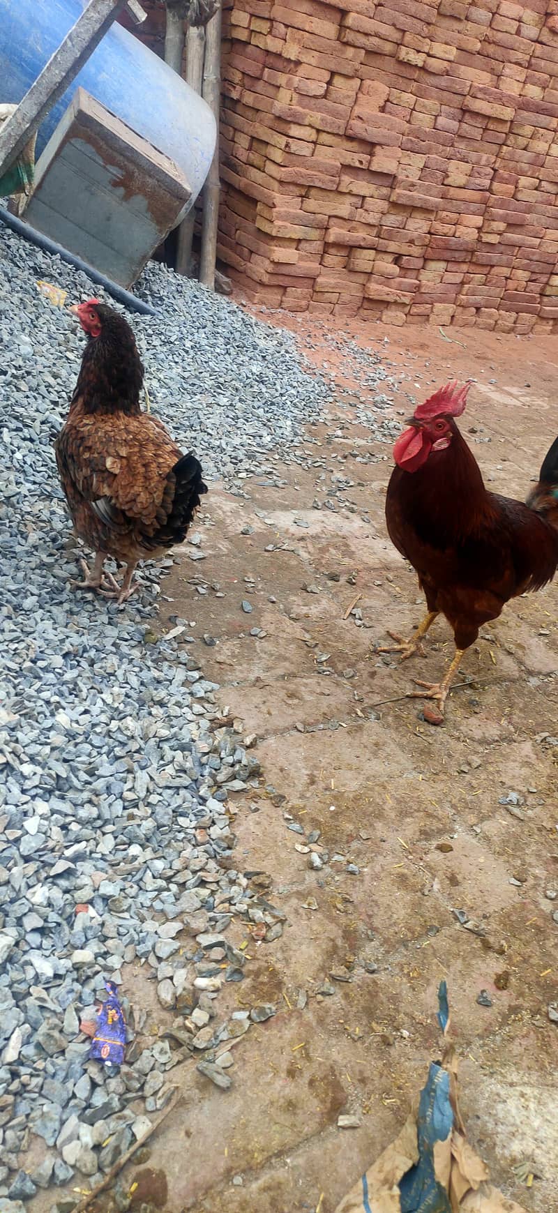 Makkhi china Bakra aur bakri rajanpur bakre 16