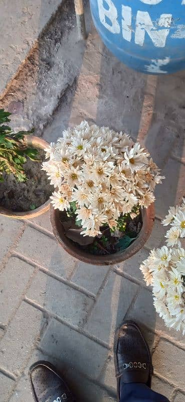 FAHAD NURSERY FARM PATTOKI