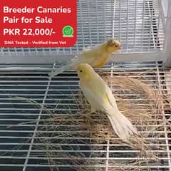 Canary ready to Breed Pairs available for sale