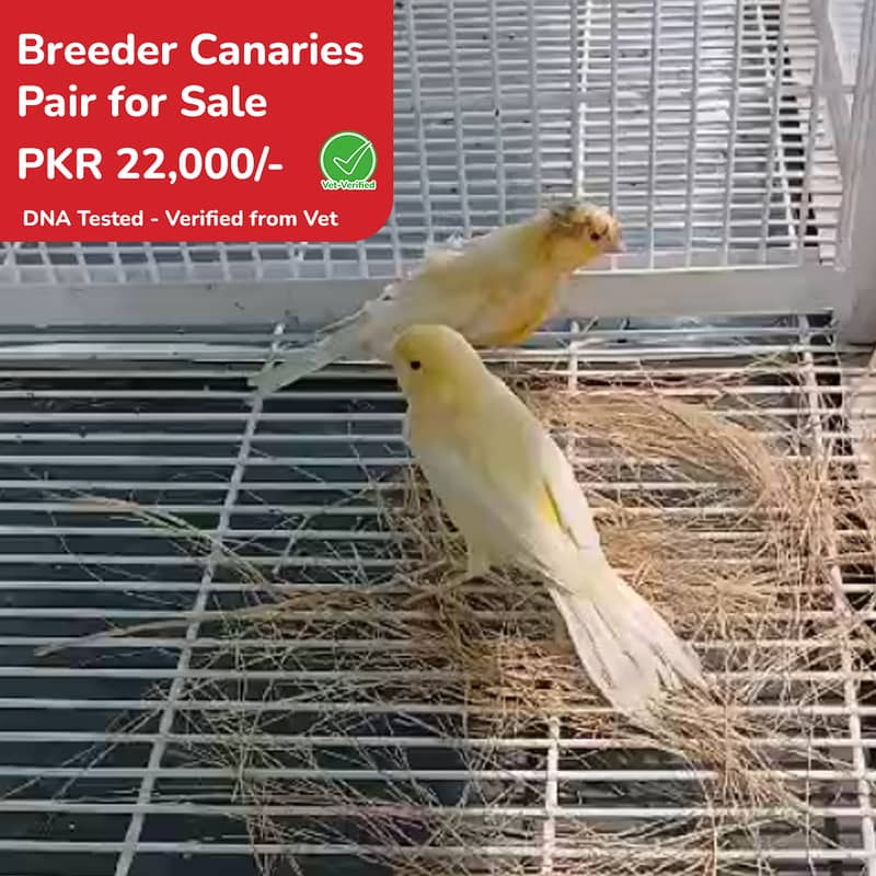 Canary ready to Breed Pairs available for sale 0