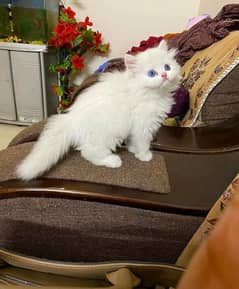 Persian or Hamalayan kittens for sale ( adult cats on paid adoption)