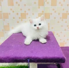 Persian cat My WhatsApp number 03430693417 for sale