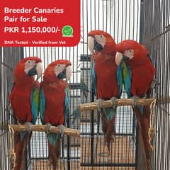 Greenwing Macaw Adult Bonded Pair For Sale | Green wing macaw