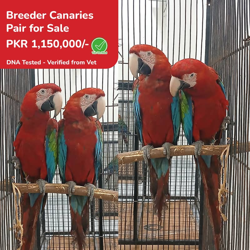 Greenwing Macaw Adult Bonded Pair For Sale | Green wing macaw 0