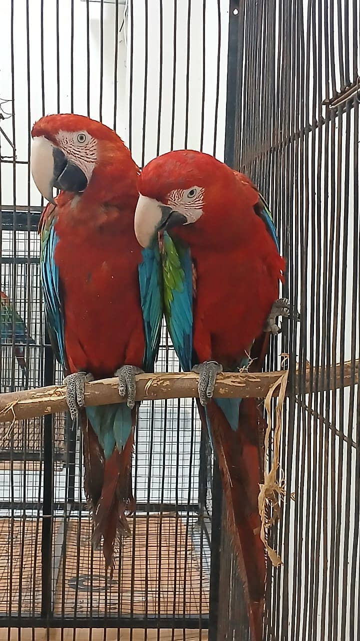 Greenwing Macaw Adult Bonded Pair For Sale | Green wing macaw 1