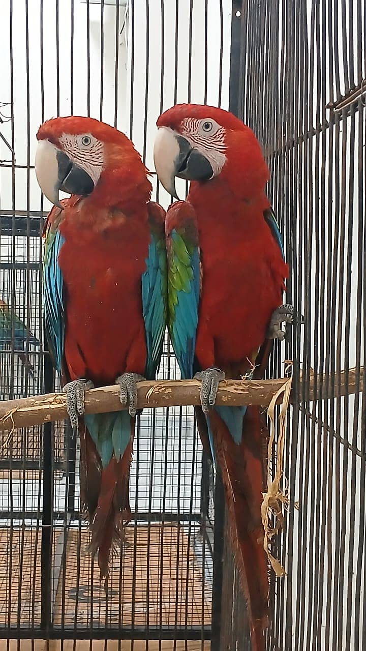 Greenwing Macaw Adult Bonded Pair For Sale | Green wing macaw 2