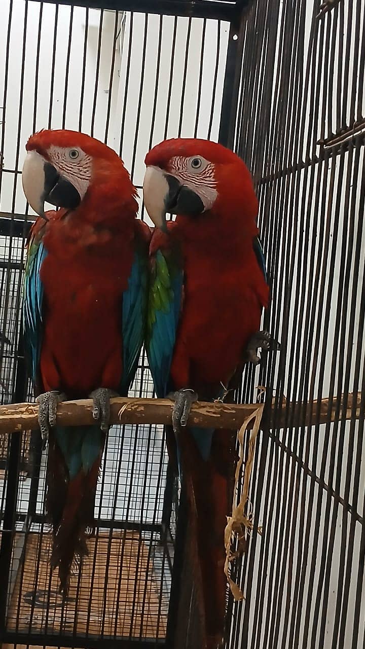 Greenwing Macaw Adult Bonded Pair For Sale | Green wing macaw 3