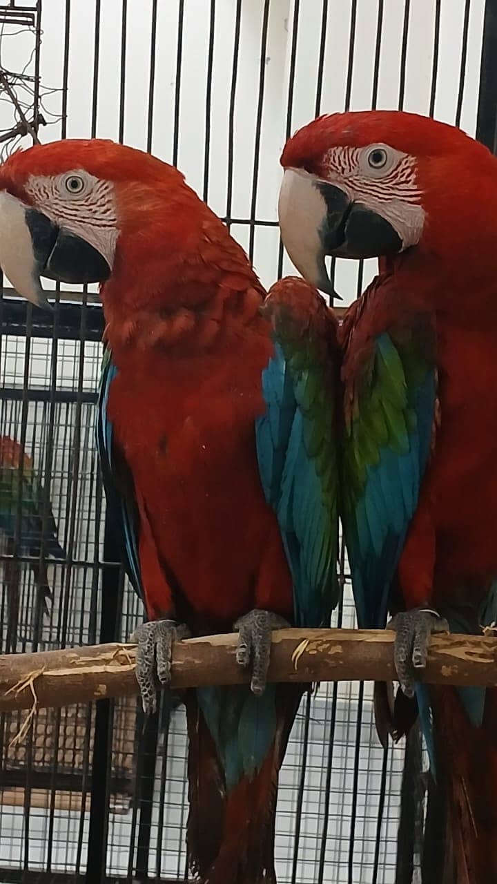 Greenwing Macaw Adult Bonded Pair For Sale | Green wing macaw 4