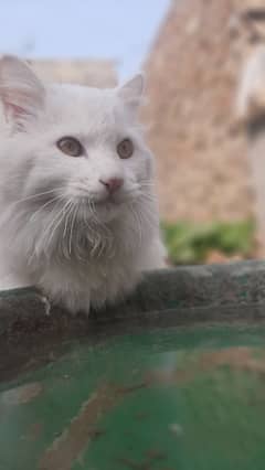 Turkish cat available at best price