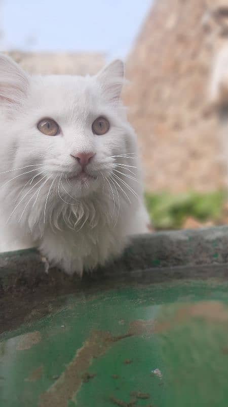 Turkish cat available at best price 1