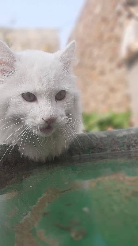 Turkish cat available at best price 4