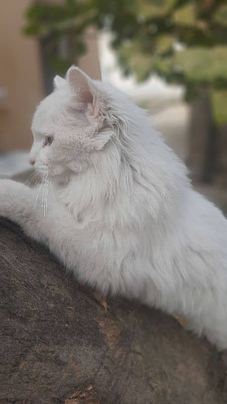 Turkish cat available at best price 7