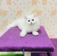 persian cat for sale 2 month age