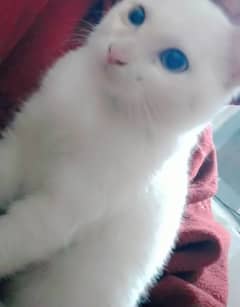 white kitten