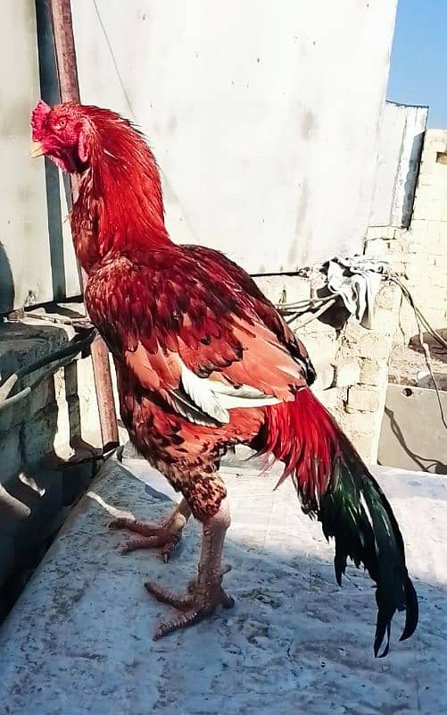 Indian x Punjabi PeelaAseel Breeder 1