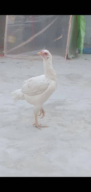 Hera Aseel Female Yellow Nook Nalli 03047417469 0