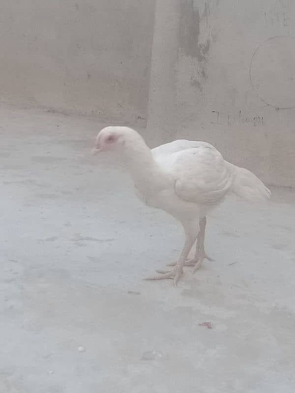 Hera Aseel Female Yellow Nook Nalli 03047417469 3