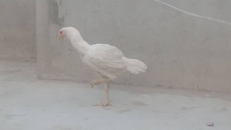 Hera Aseel Female Yellow Nook Nalli 03047417469 4