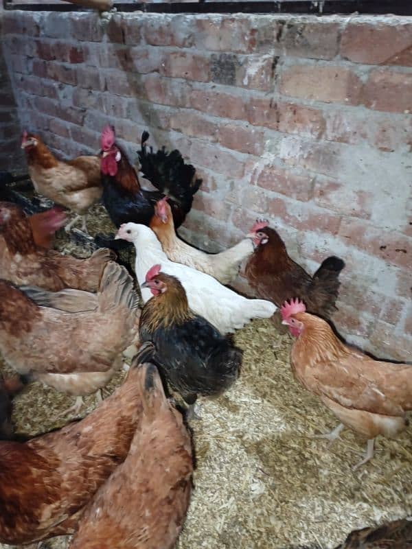 Golden misiri hens (eggs laying) 1